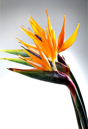 tweedaagse productfotografiecursus voor webshops op locatie